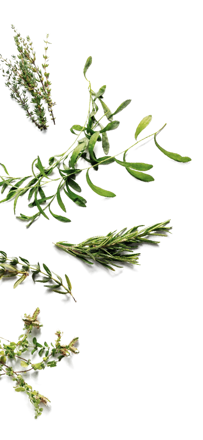 bg-herb-5